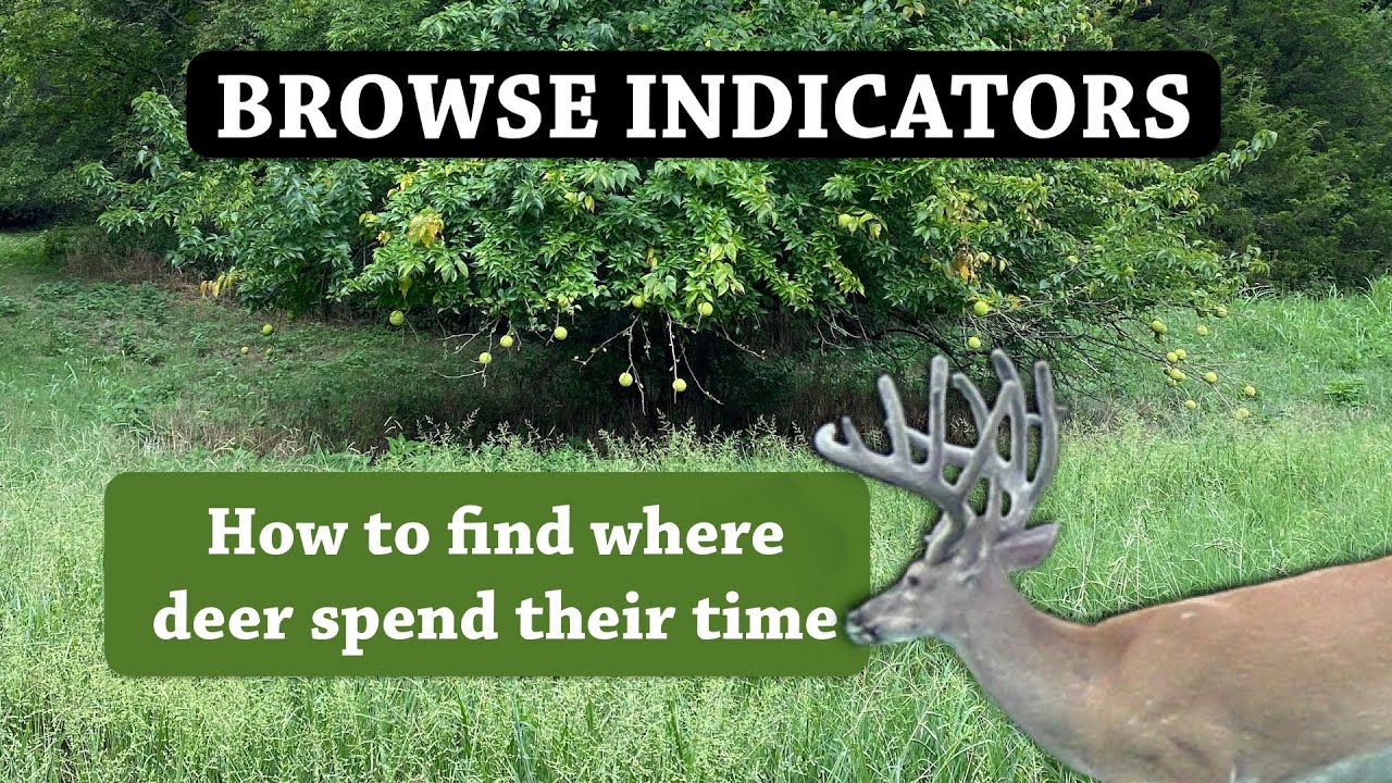 8 РАСТЕНИЙ, которые покажут вам, где обитают олени