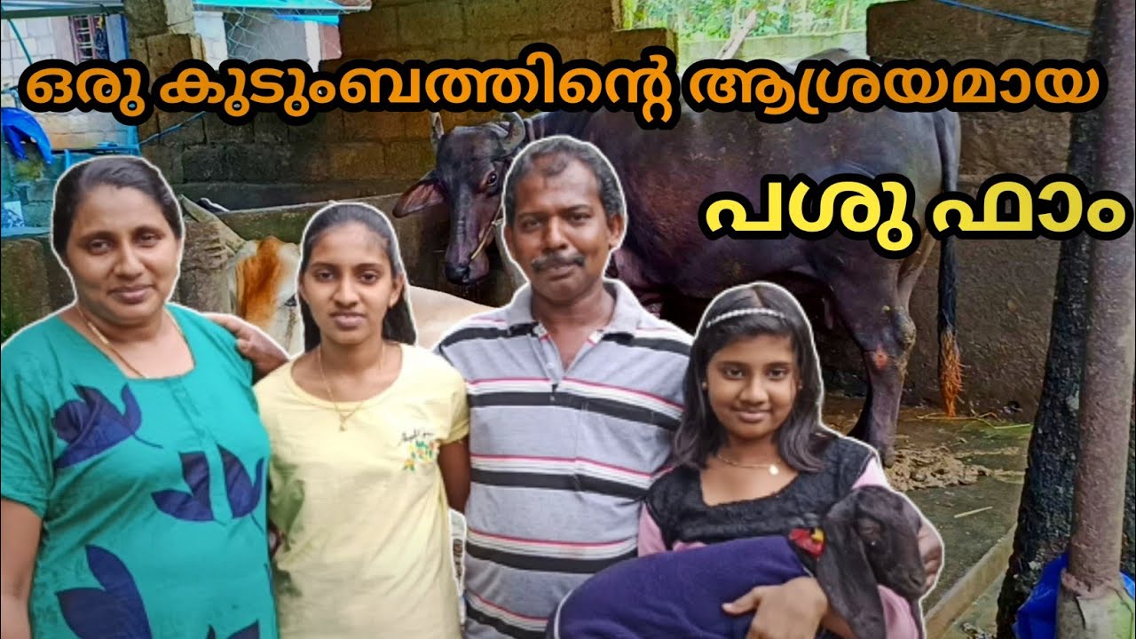 ഒരു കുടുംബത്തിന്റെ ആശ്രയമായ പശു ഫാം || Dairy Farm In Thiruvanathapuram || പശു ഫാം ||