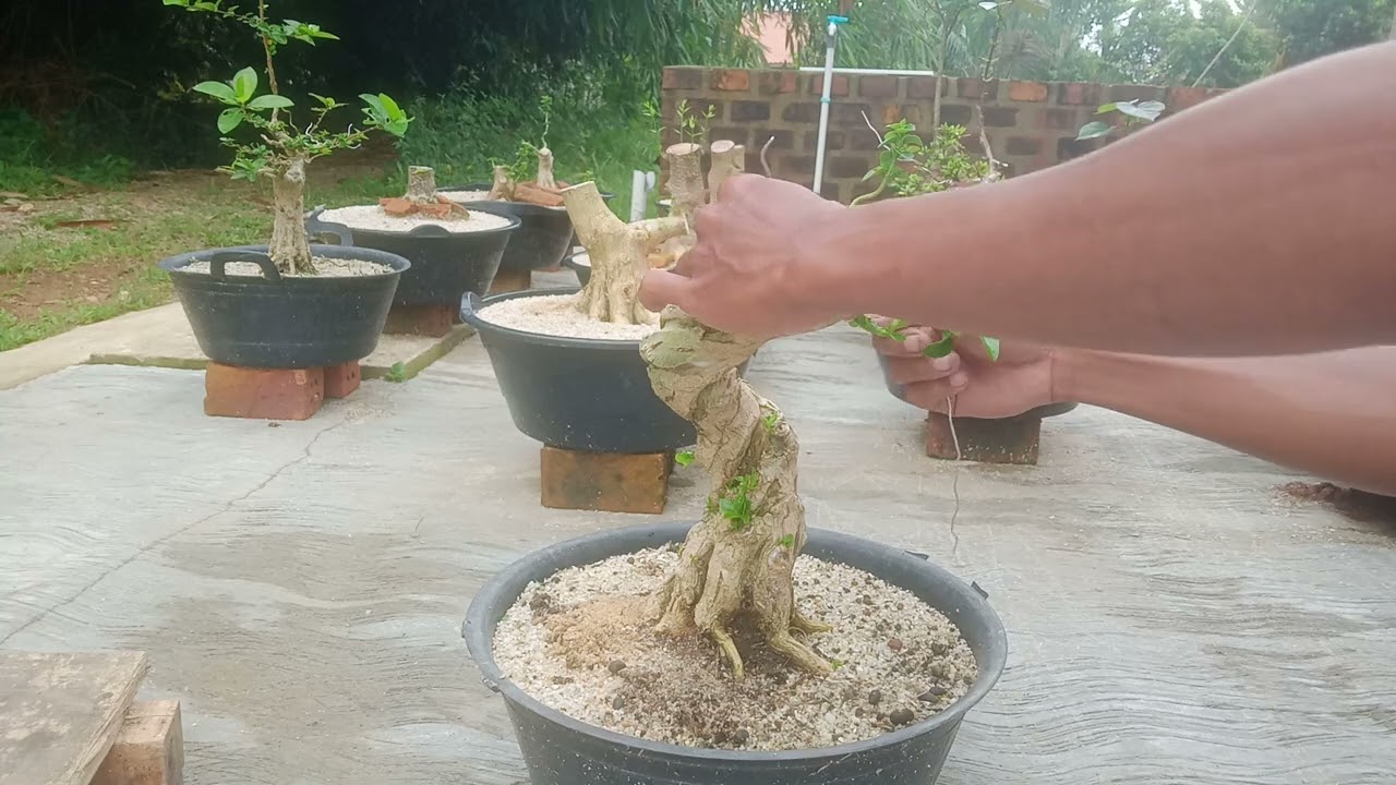 pemberian lime sulfur pada bahan sancang keringan dan pengawatan ulang