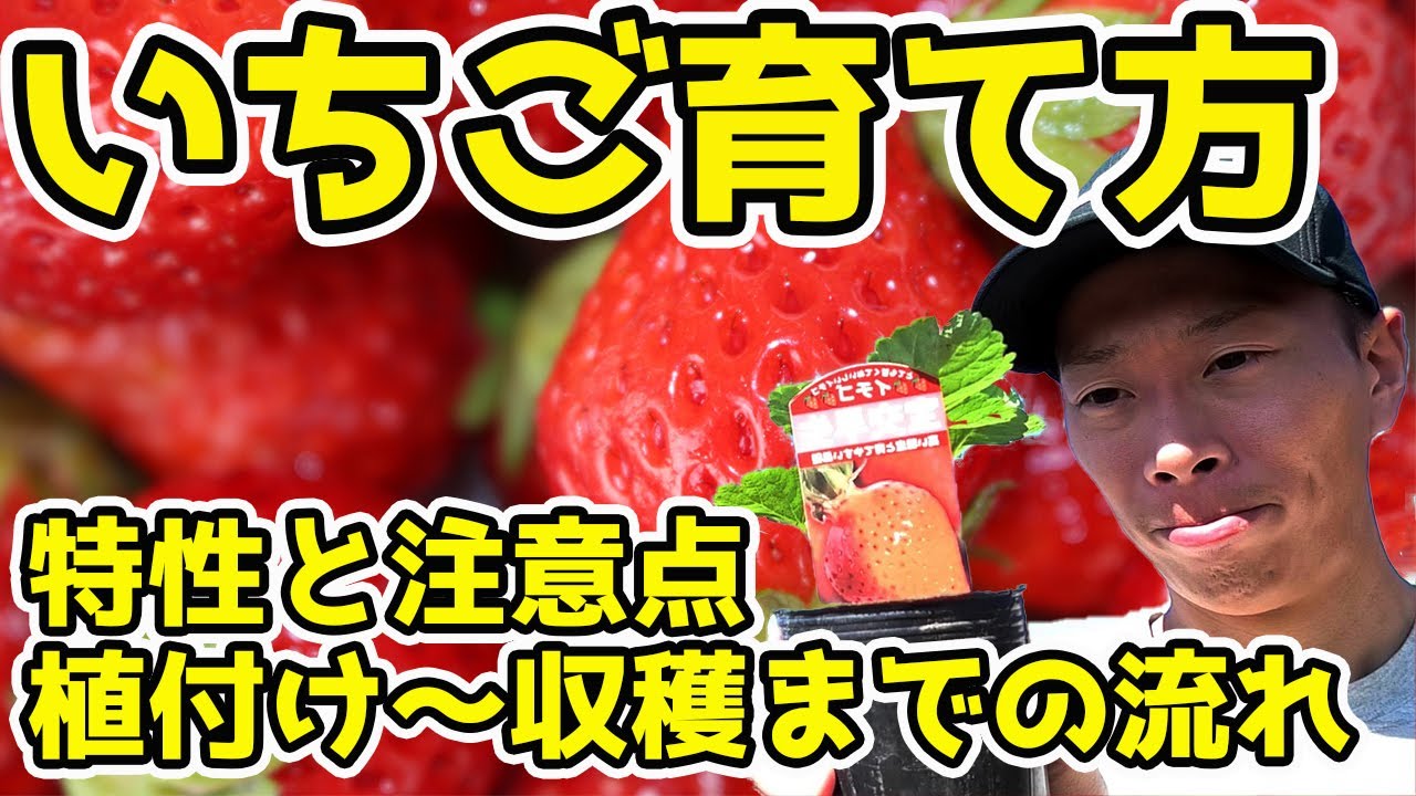 いちごの育て方　植付け～収穫までの流れ　イチゴの４つの特性と注意点