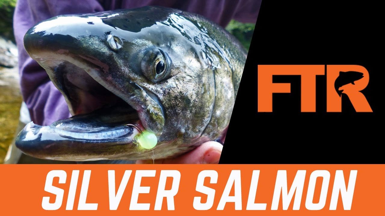 Giant Silver Salmon on a Fly Rod! Silver September