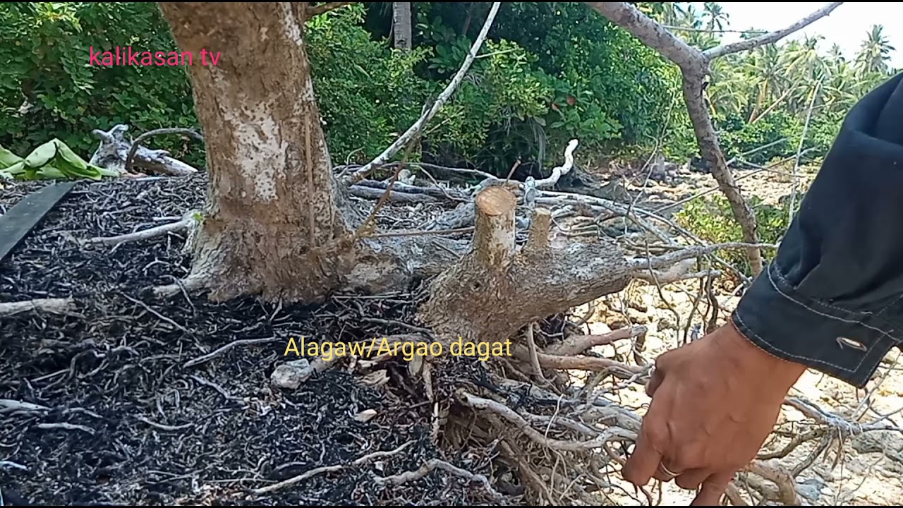 Bonsai hunting #3 Alagaw/Argao dagat materials/ Ang daming materialis Kong nakita na argao dagat.