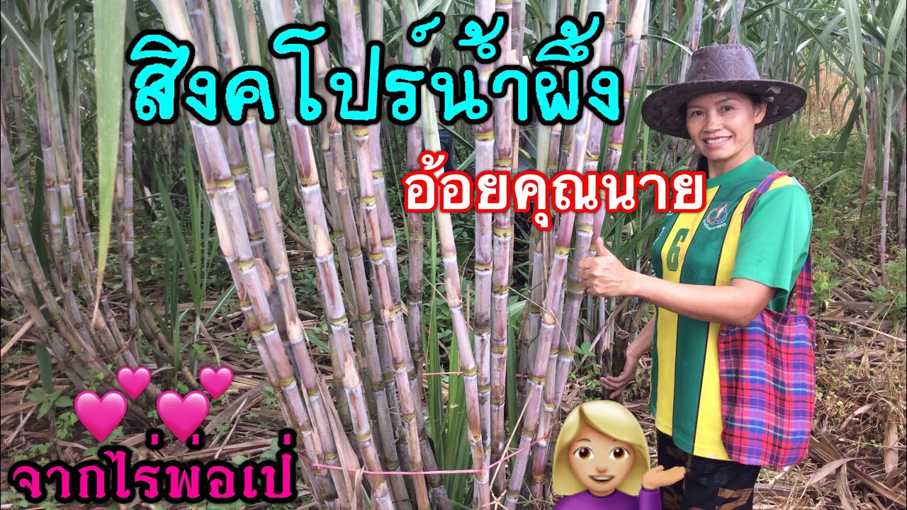 อ้อยคั้นน้ำสายพันธุ์นี้.ที่อยากให้ทุกคนลองปลูก.สนใจท่อนพันธุ์📞065-3263645