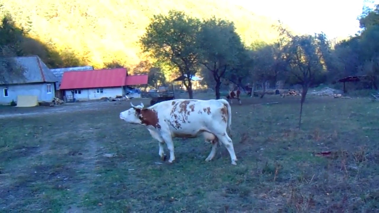 Peisaj pastoral la/Grazing Cows at Râu Vadului, România/Romania