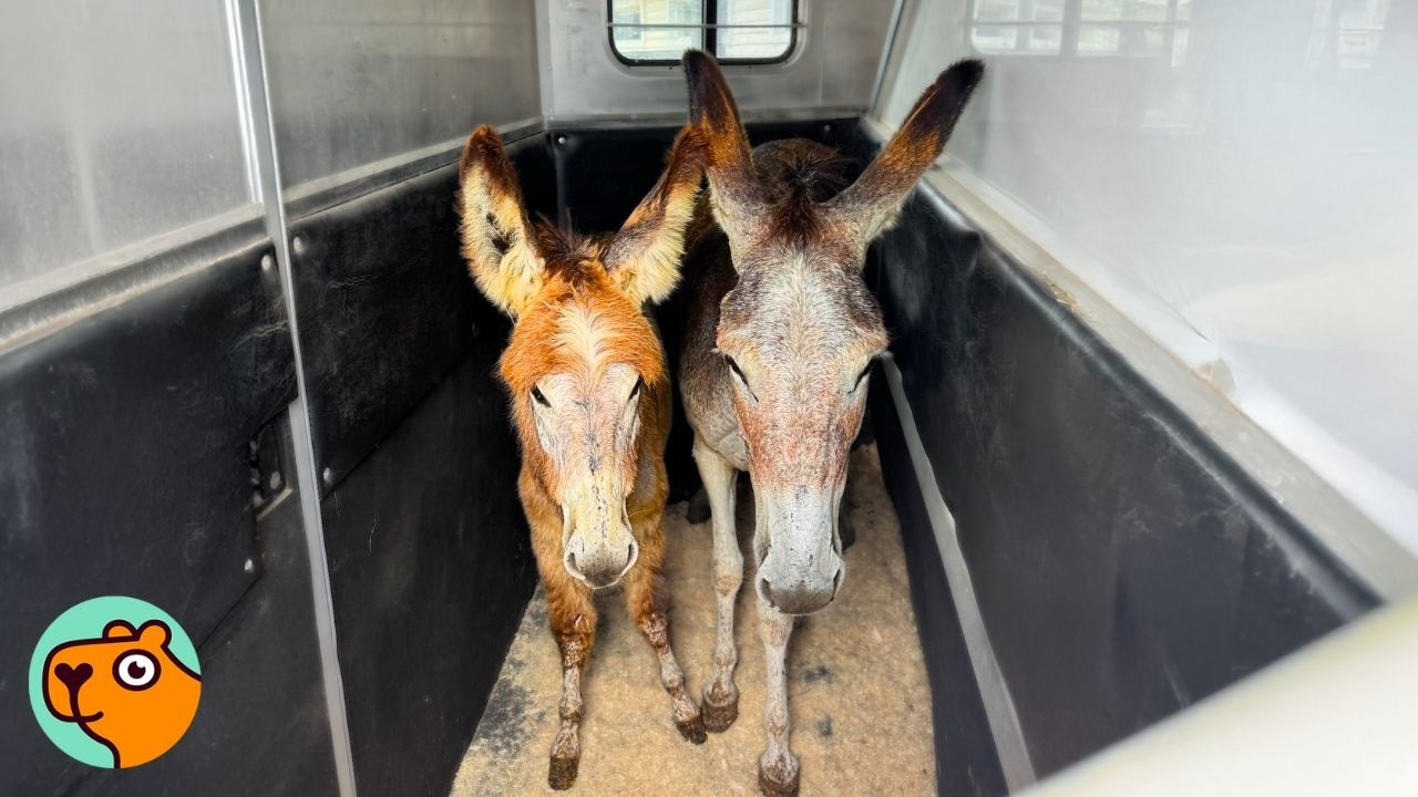 Two Donkeys Step Off The Trailer Into a Life They Never Had | Cuddle Buddies