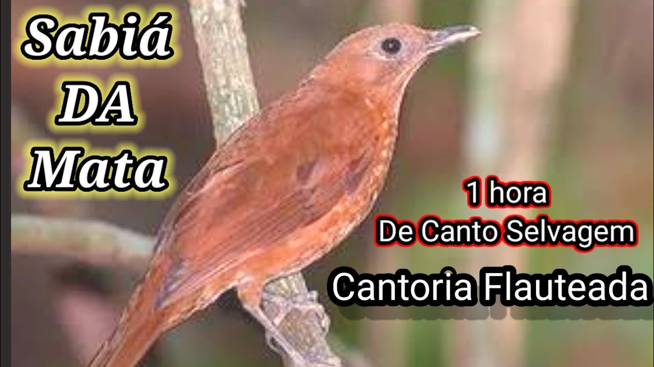 Sabiá-da-mata Cantoria Que Vó Flauteado