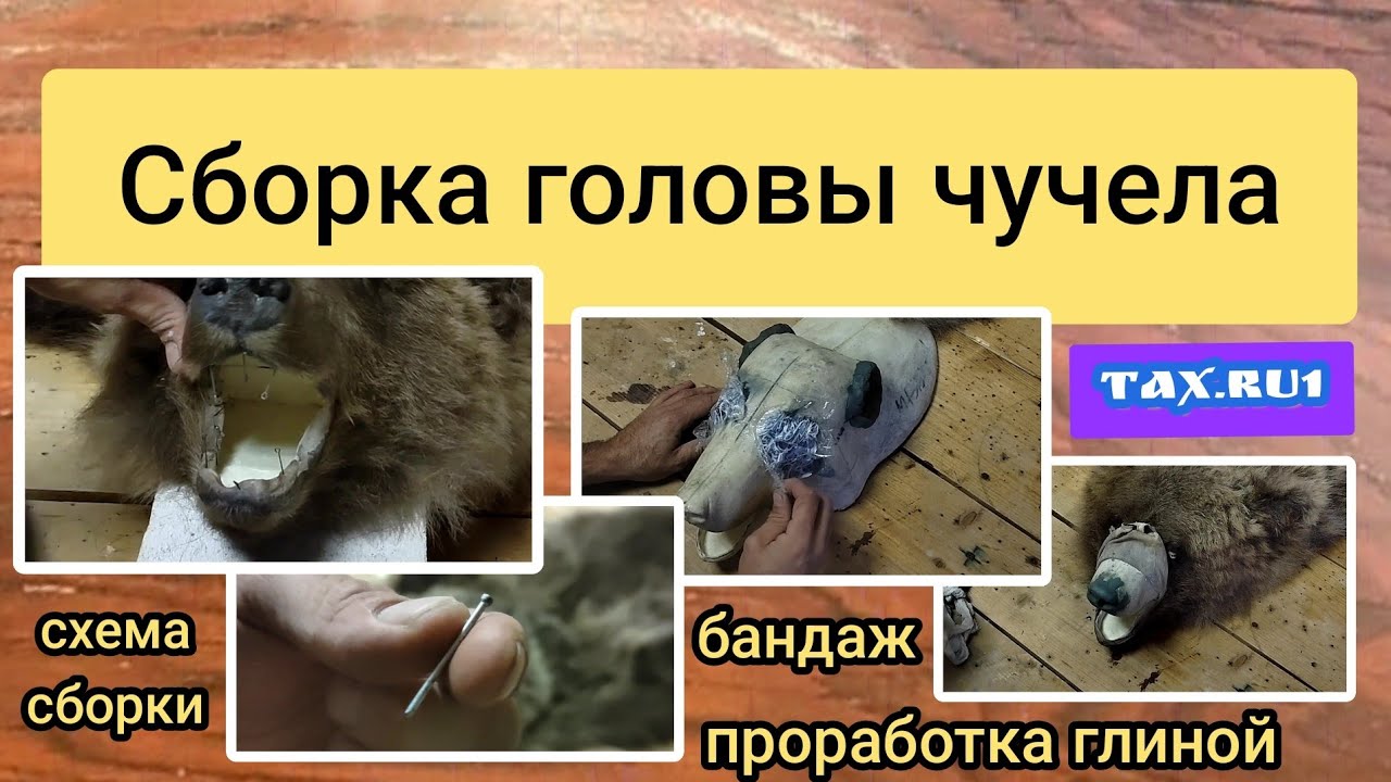 голова медведя сборка головы чучела