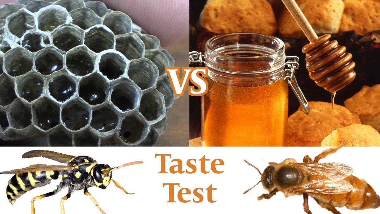 Paper Wasp Honey Taste Test