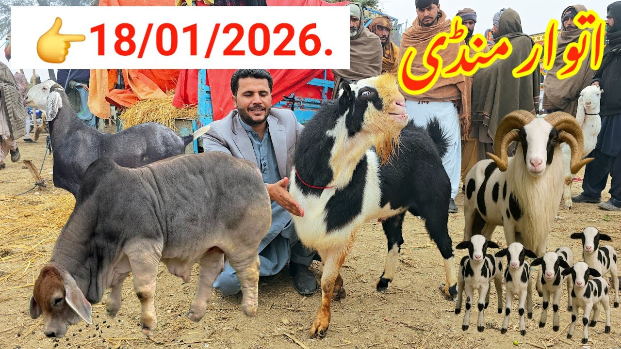 18 January 2026 Mandi ) 👉 18/01/2026 Rate 