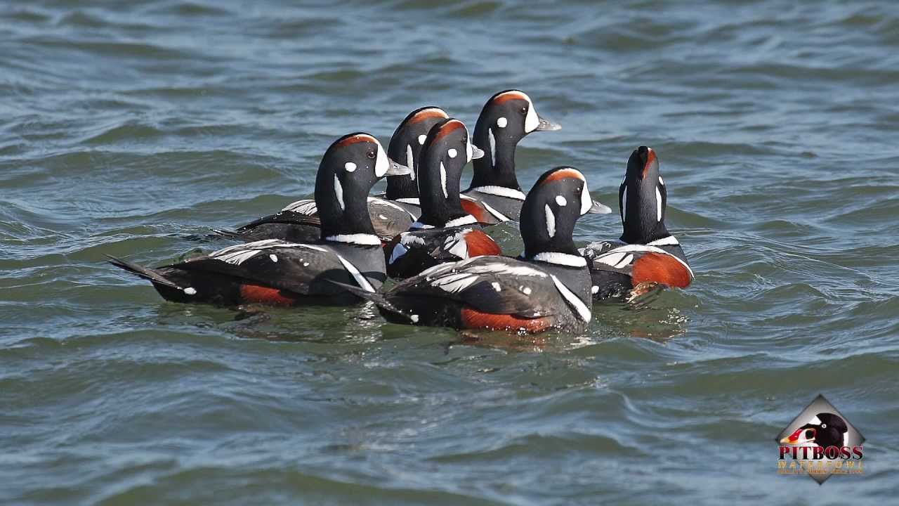 Harlequin Duck Old Squaw Long Tailed Ducks