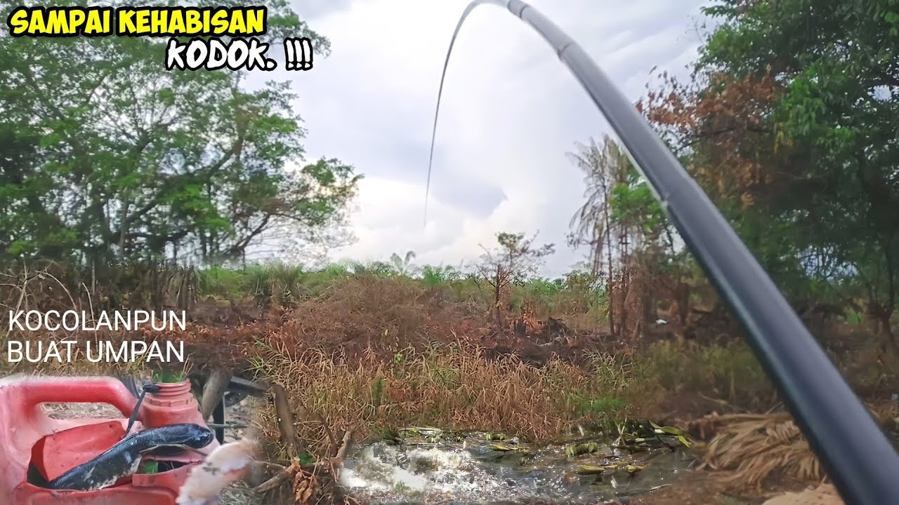 Begini Jadinya Jika Mancing Di rawa Lahan Baru diterbas