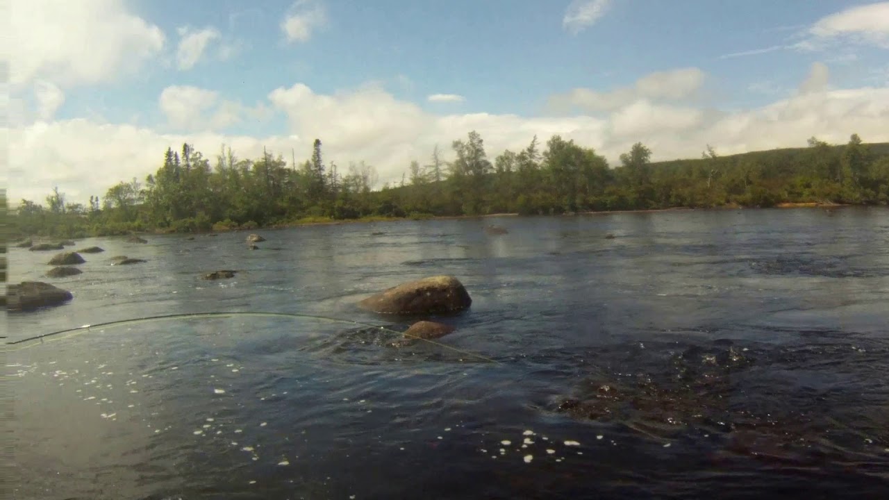 Dry fly fishing for Atlantic Salmon, Newfoundland