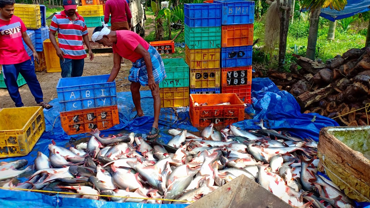 1000 kg വാള പിടുത്തം  Pangasius fish catching