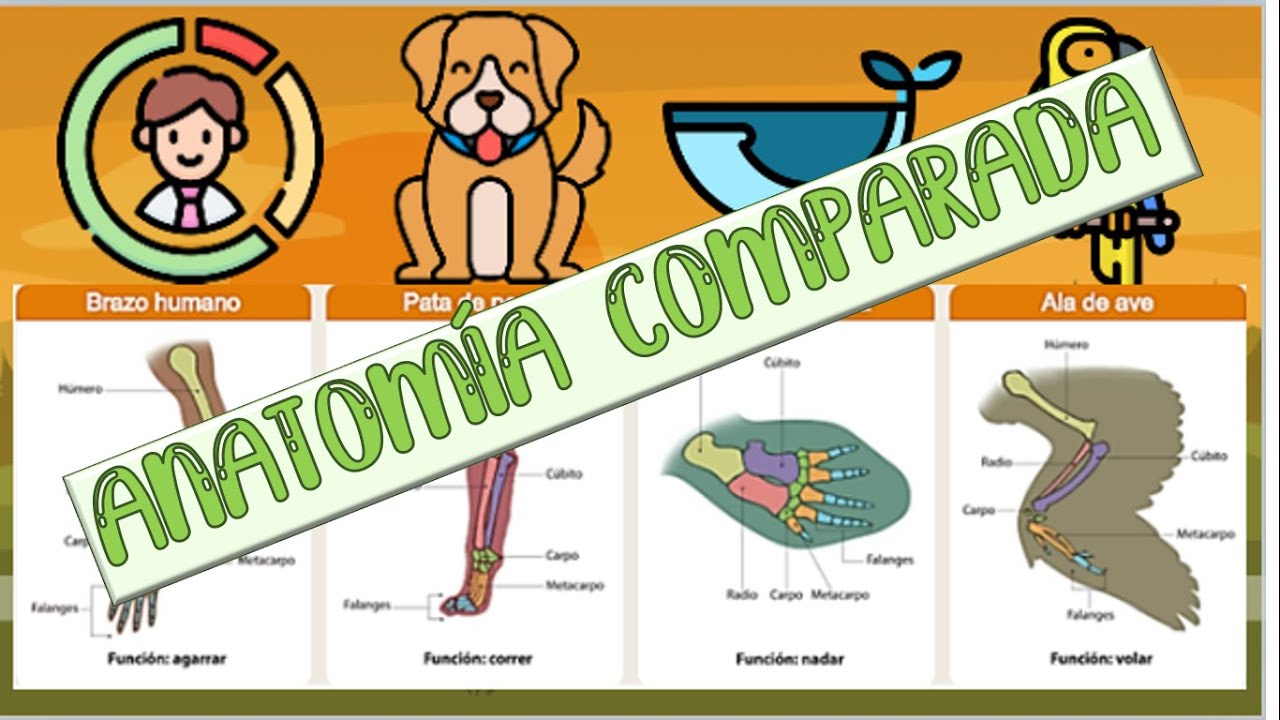 Anatom&iacute;a comparada
