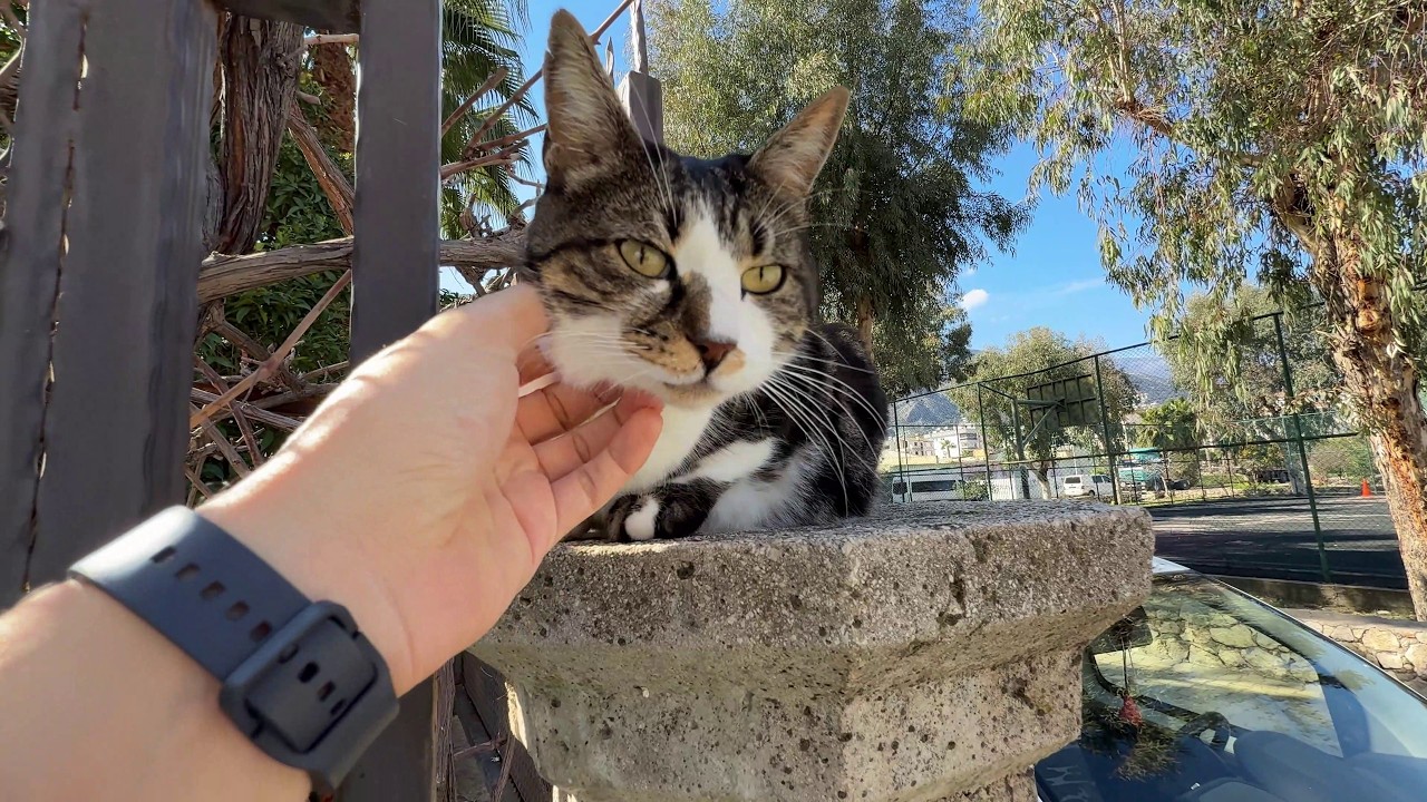 The Street Cat Who Lives in the Trees