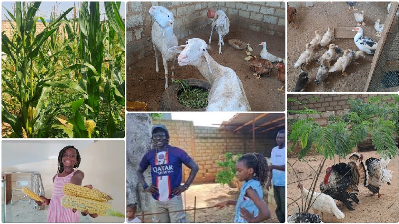 My homestead life be like...🐓🐑 | Living in Senegal 🇸🇳  