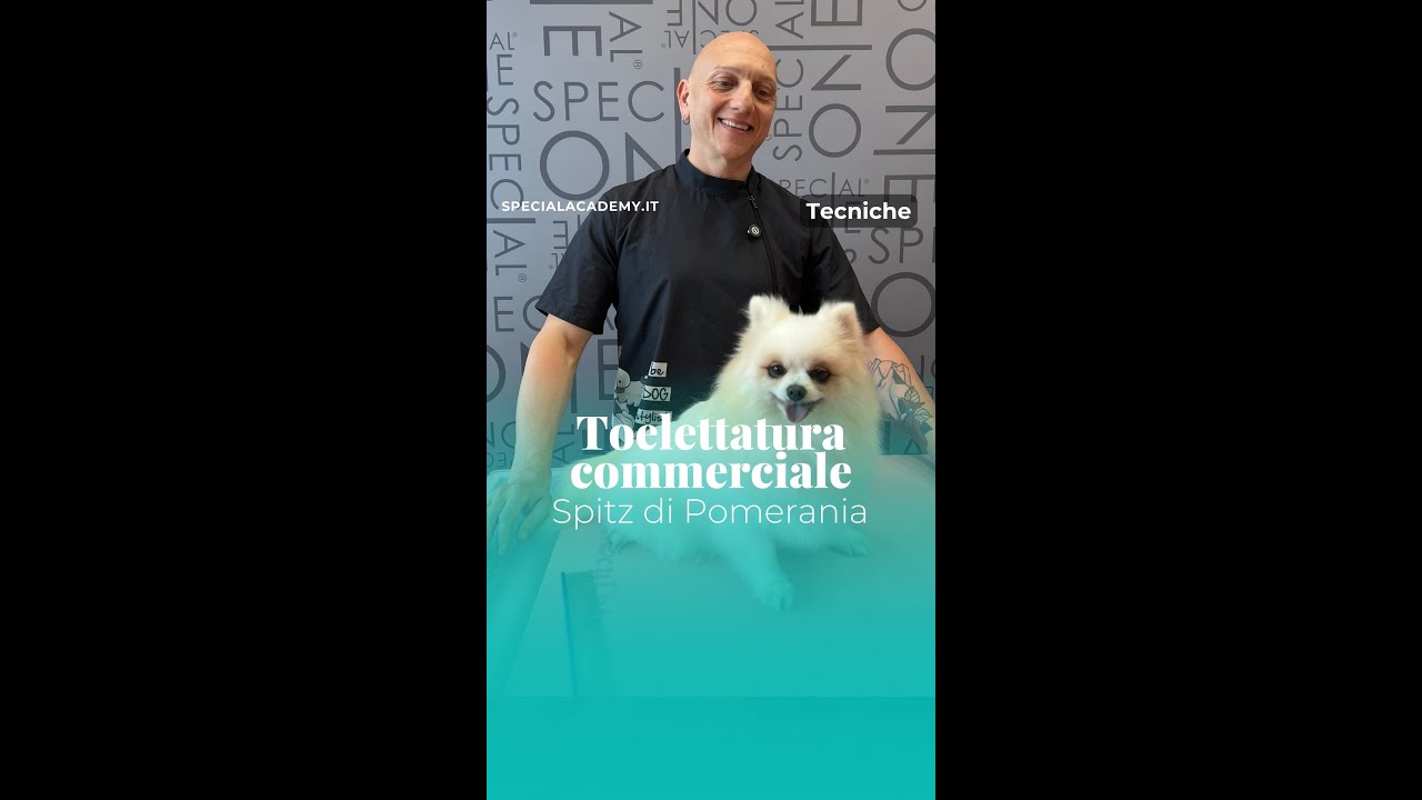 Toelettatura commerciale dello Spitz di Pomerania