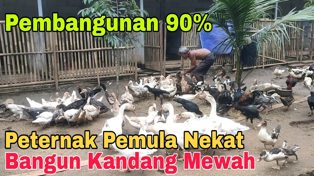 Pembangunan Kandang Entok Mewah Capai 90%