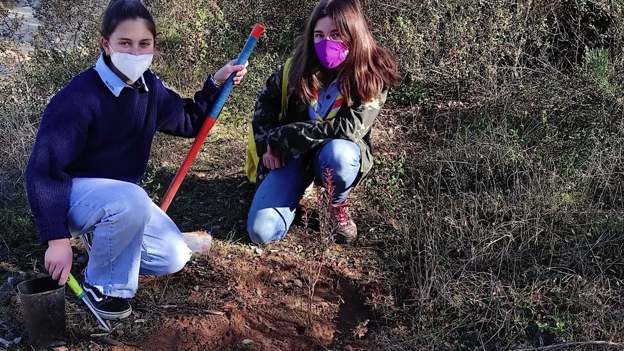 Repoblaci&oacute;n forestal con ARBA