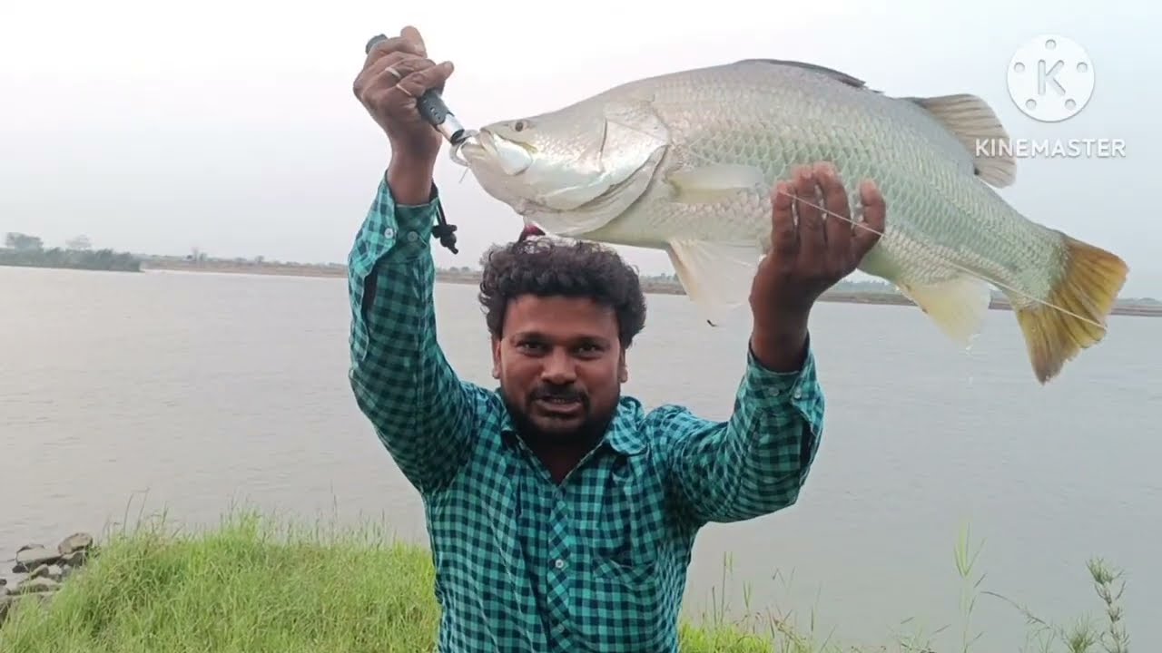 Big Barramundi Special Shrimp//Fish and Fight #Barramund#Fishing#Trending#nalinifishingblog