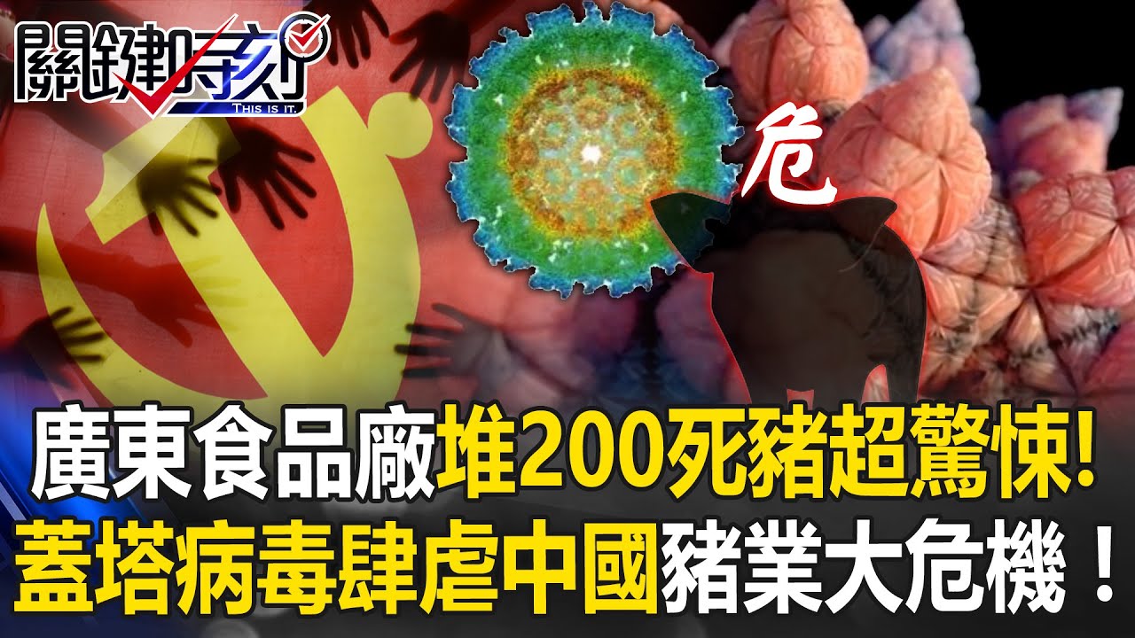 廣東食品廠200多隻死豬超驚悚！官方說詞「未流入市面」民眾不買單！【關鍵時刻】20251028-3 張炤和 王瑞德