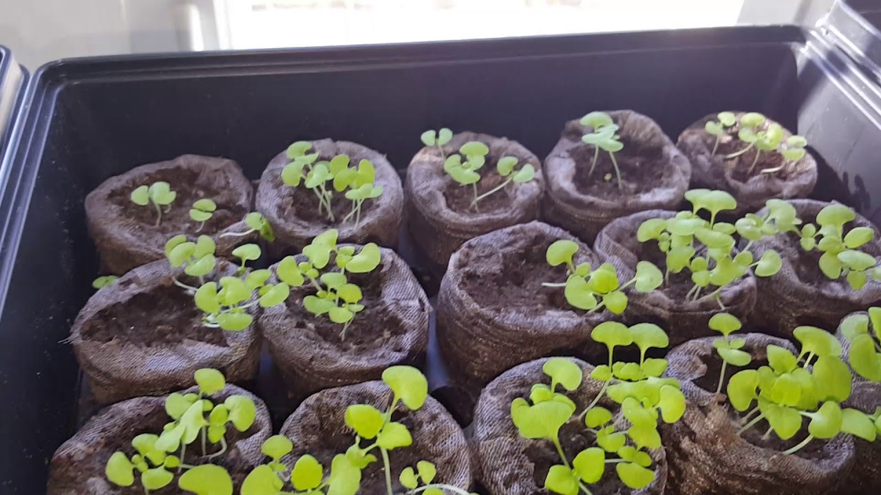 Caring for Young Coleus seedlings....Jim's Wholiest of Coleus.