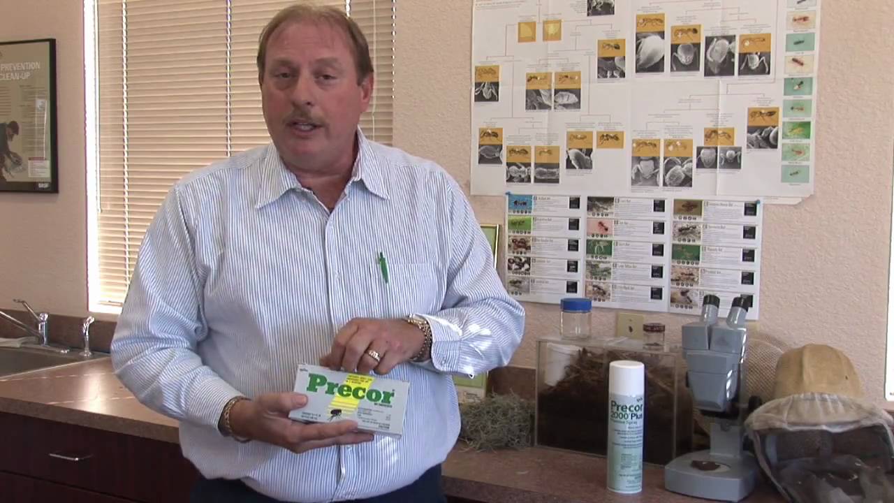 Flea Control : How to Kill Indoor Fleas