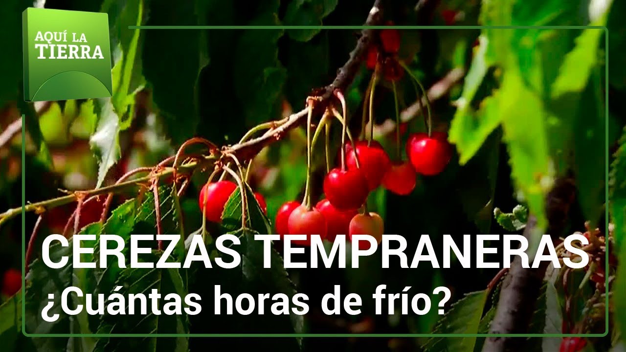 CEREZAS tempraneras | Aquí la tierra