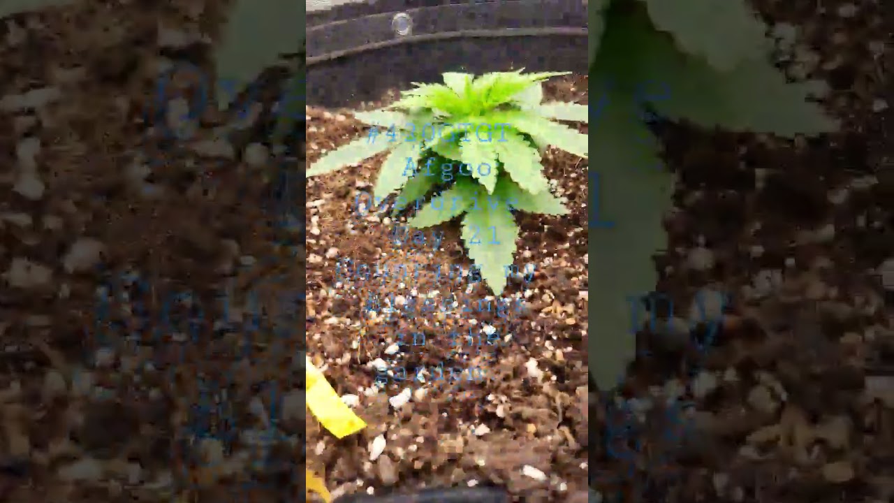 #420GTGT Afgoo Overdrive Day 21