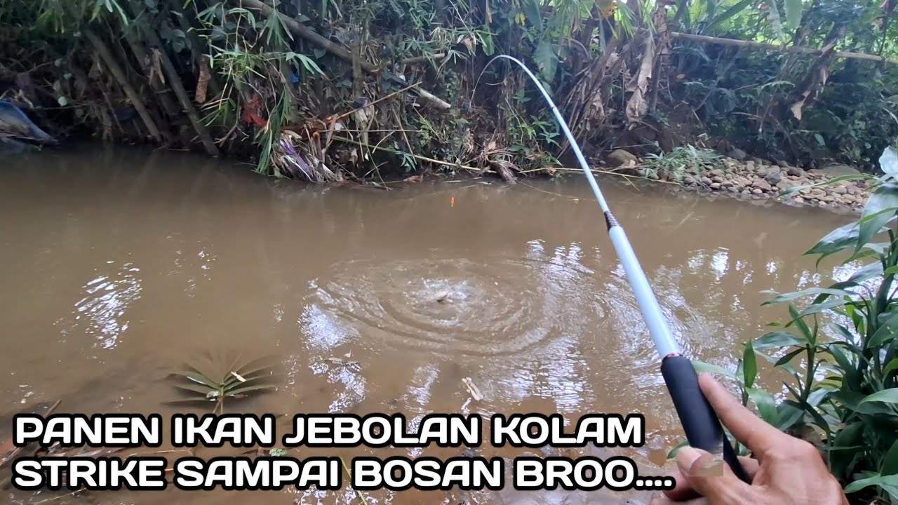 PANEN.! Mancing ikan Jebolan dari Kolam  Strike Terus Sampai Bosan 