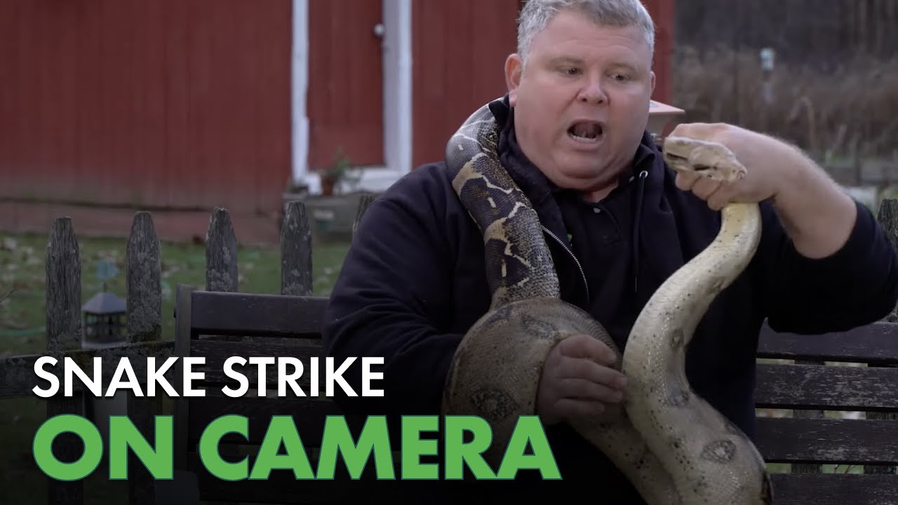 Is A Colombian Red Tail Boa Snake Safe? | Predator Pets