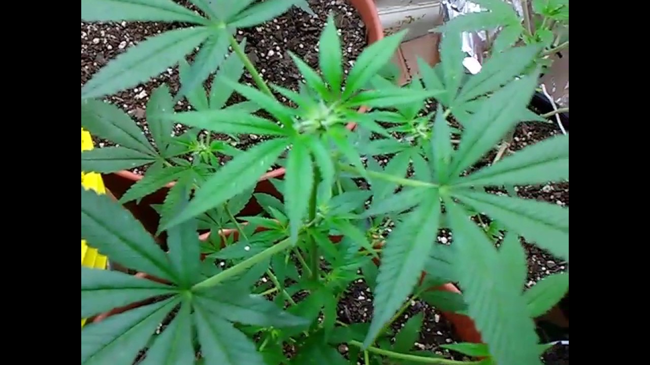 10 days into flower cycle