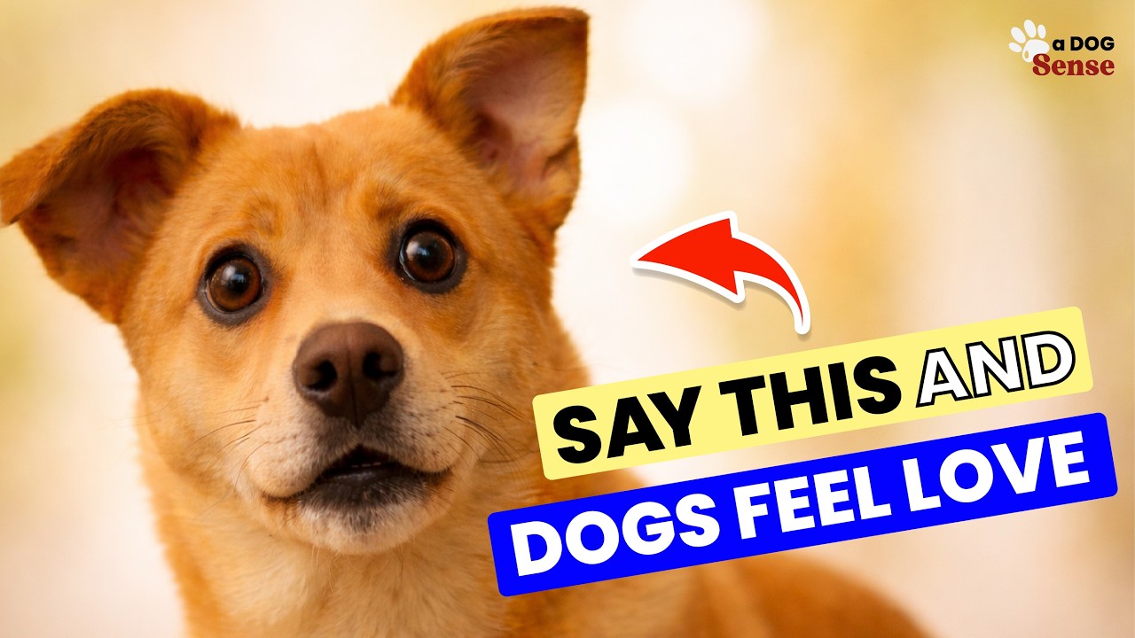 6 Words That Help Your Dog Feel Your Love – What You May Not Realize
