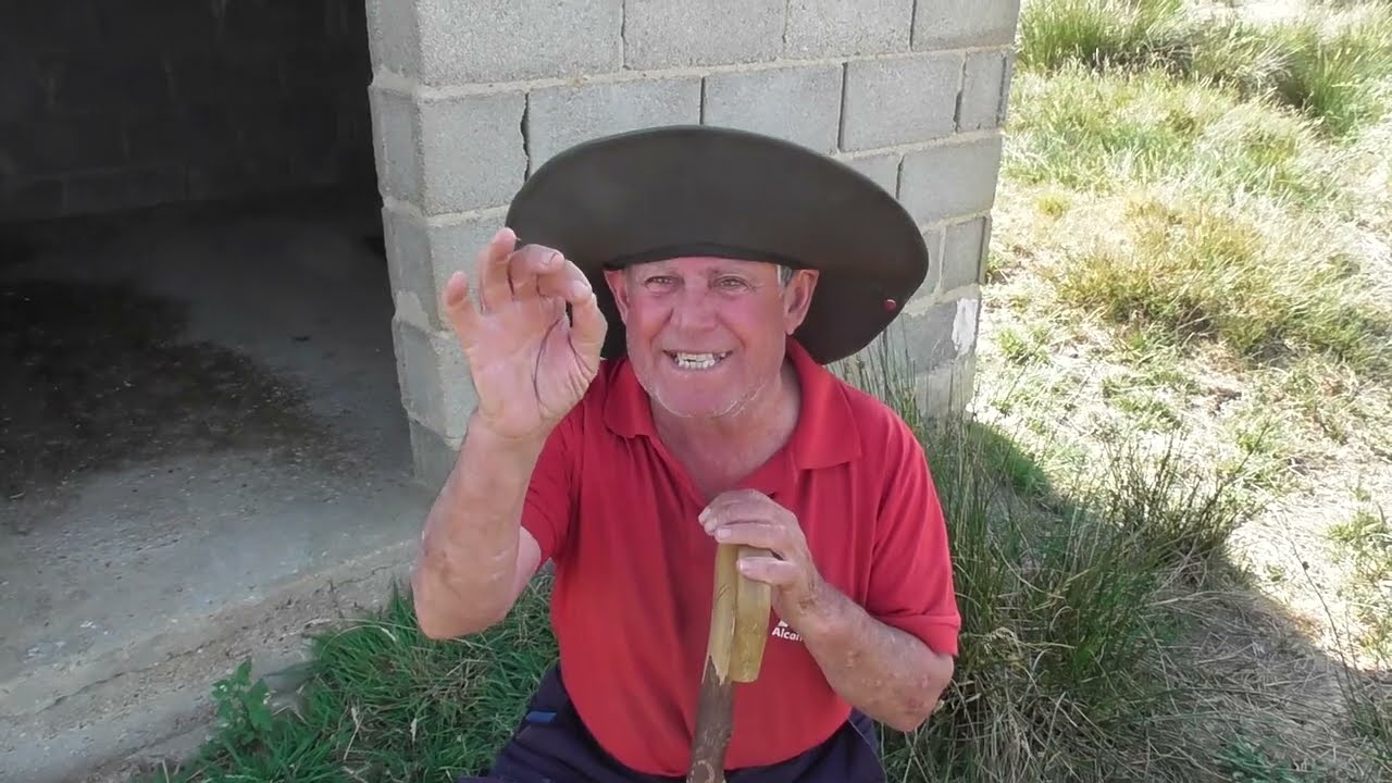 Prueba de lobo. La fiabilidad de los Mastines.