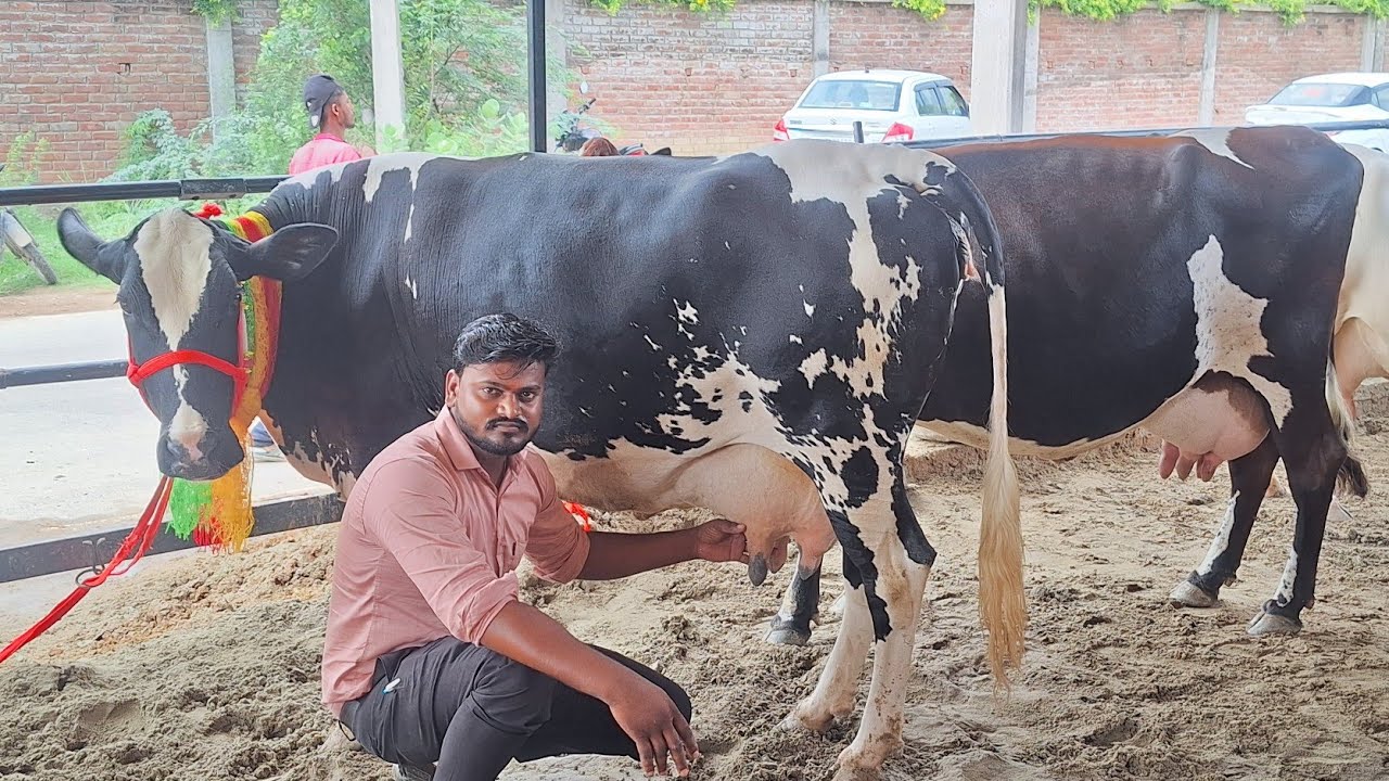 👌देखिए गोविंद राजपूत डेयरी फार्म पर टॉप hf व crass breads उपलब्ध | govind rajput dairy farm kanpur