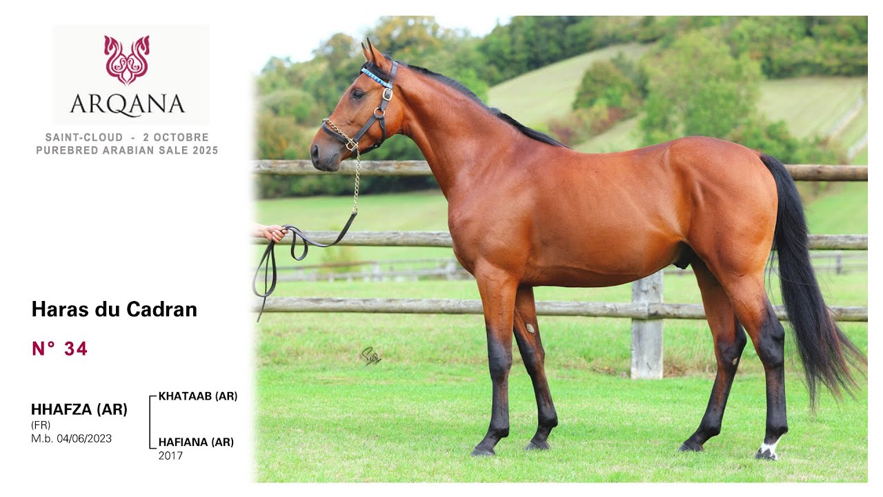 Purebred Arabian sale 2025, N&deg; 34, M.  / Khataab x Hafiana / Tm Fred T. pr&eacute;sent&eacute; / Haras Du Cadran
