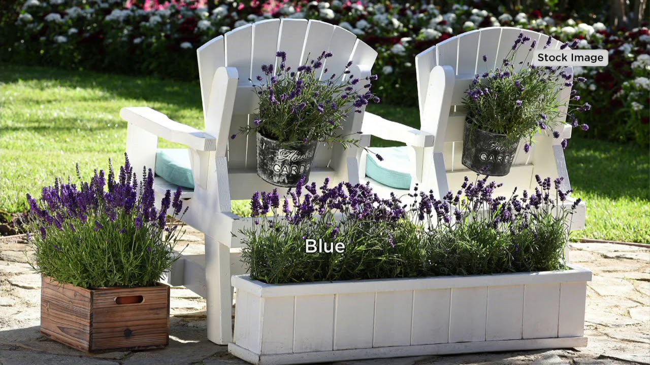 Roberta's 4-Piece White & Blue Hardy Lavender on QVC