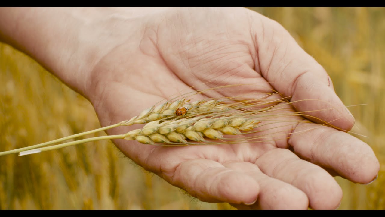 Why Organic Matters - King Arthur Organic Flour