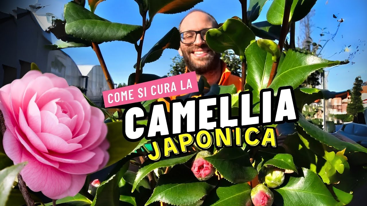 Camellia Japonica o Camelia del Giappone: Come si cura? Dove Posizionare? Come Potare? Quanto Costa?