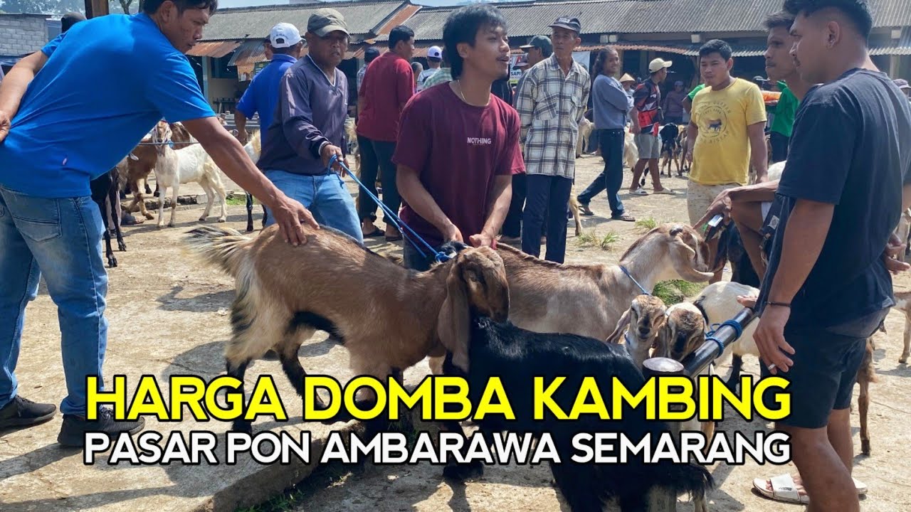 Pasaran Harga Hewan Kambing  Domba Jawa Randu Pasca Lebaran Qurban Pasar Pon Ambarawa Bawen Semarang