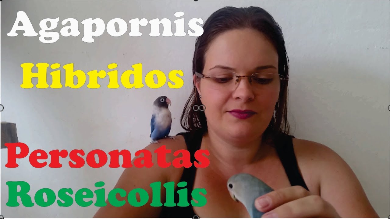 Diferença dos Agapornis Híbridos, Personatas e Roseicollis