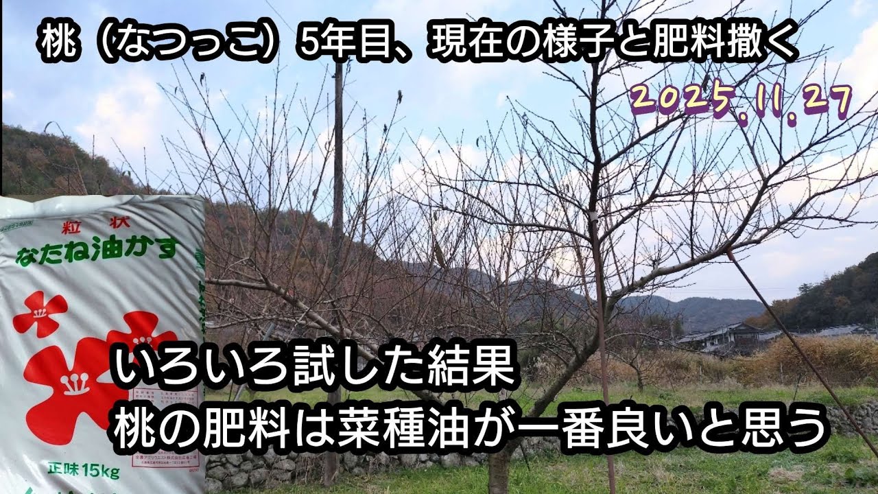 桃栽培（32）オススメの肥料紹介、施肥量や木の状態など、菜種油かす、なつっこ5年目の秋
