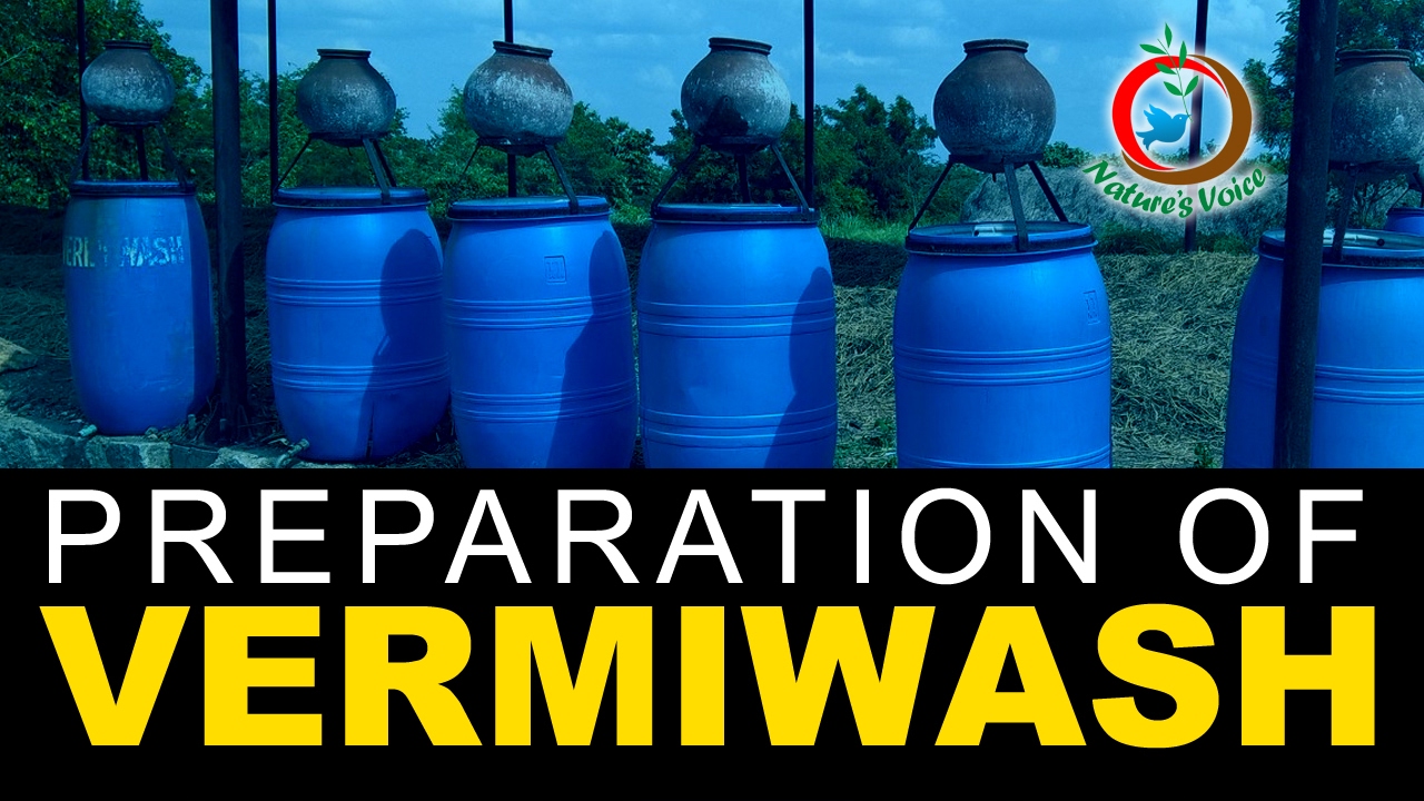 Natural Fertilizer | Preparation and Advantages of Vermiwash