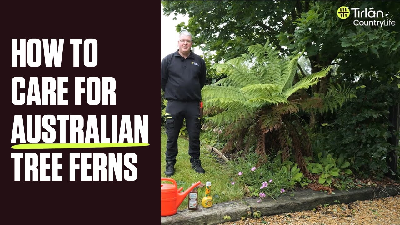 How To Care For Australian Tree Ferns