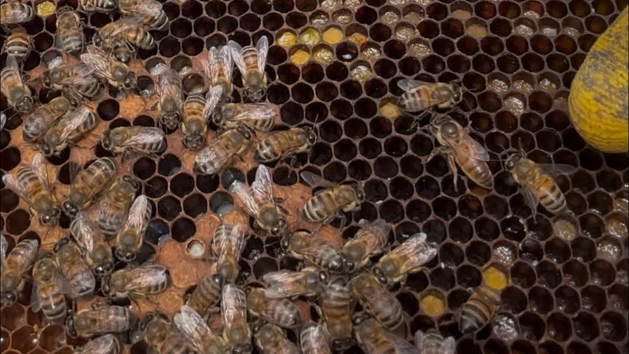 Bir avuç arıyı bal sezonuna yetiştirmenin en kolay yöntemi #keşfet #bee #bees #honey #arı #bal