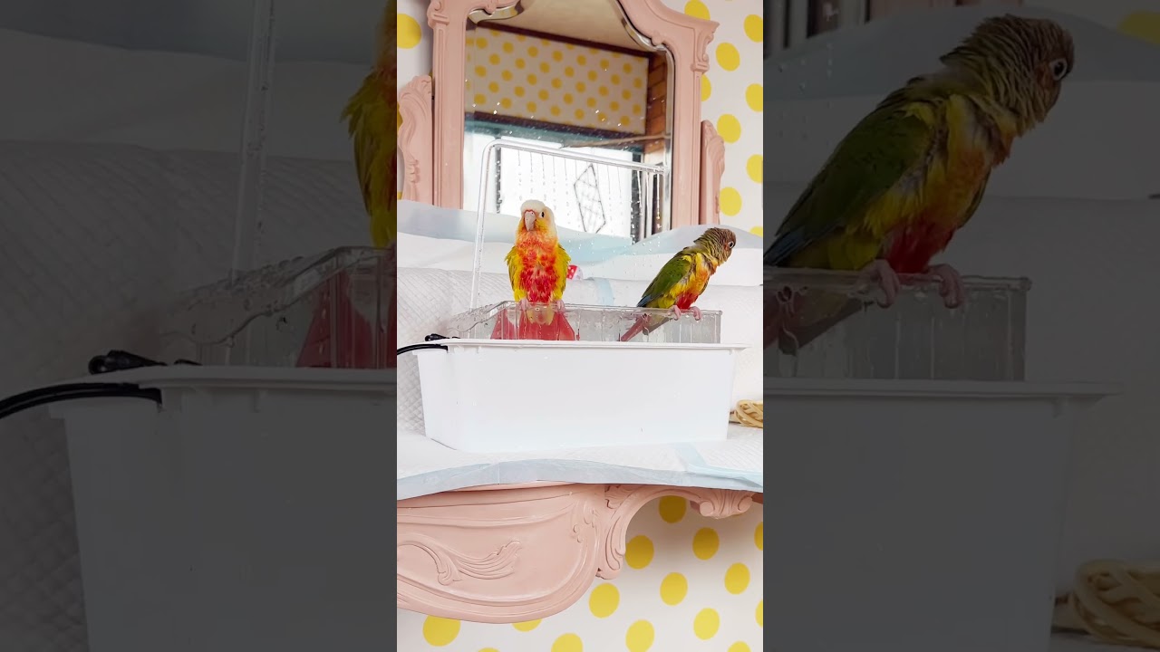 ウロコインコのはぐたんめたりん♪DIY！手作りのプールで水浴び