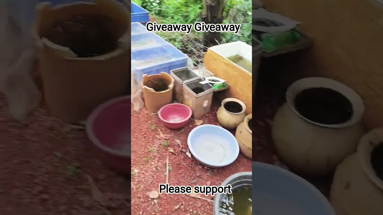 giveaway giveaway pls support for 1k subscribe #pleasesubscribe#fishing #fish#newtank#vlog