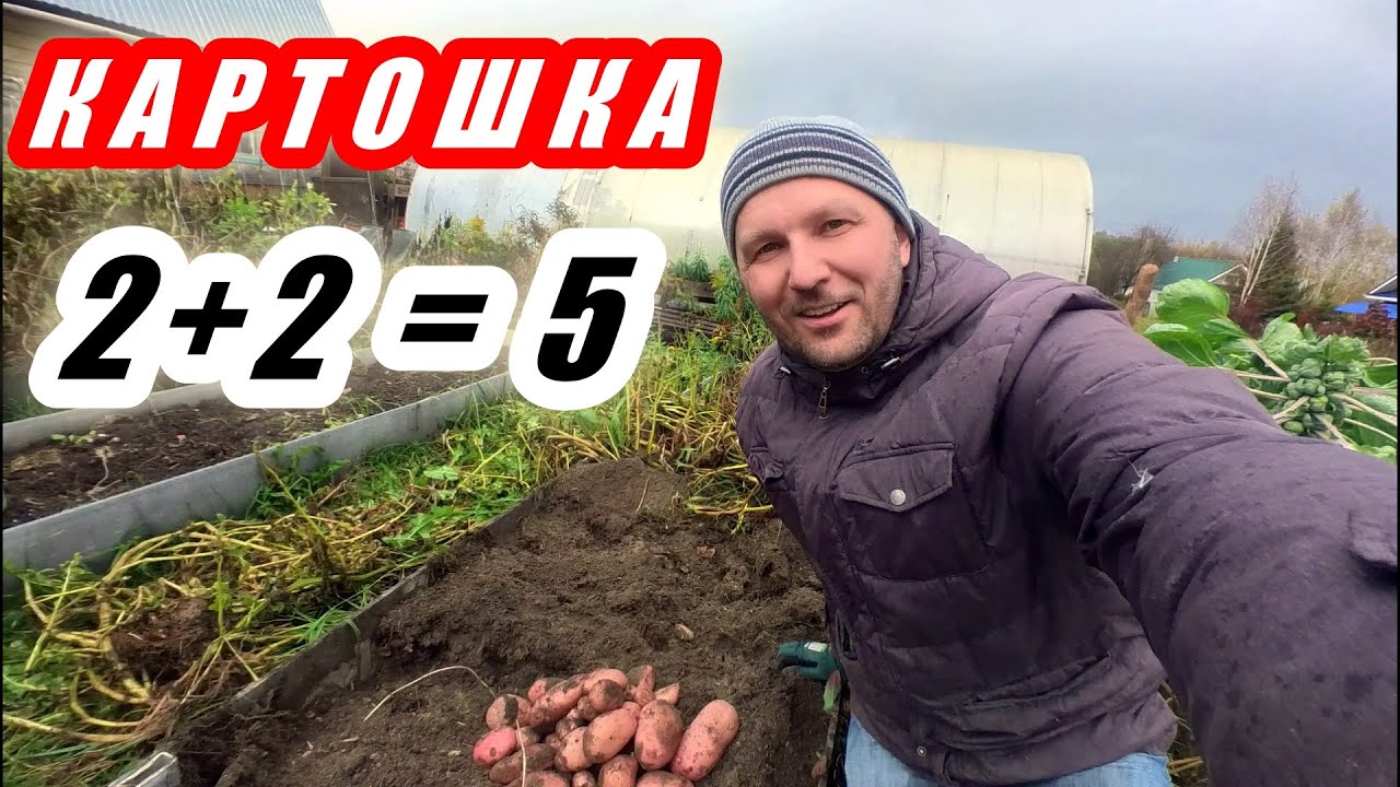 Рекордный урожай картофеля без окучивания и прополки.  Весь сезон 2023 от посадки до сбора урожая.