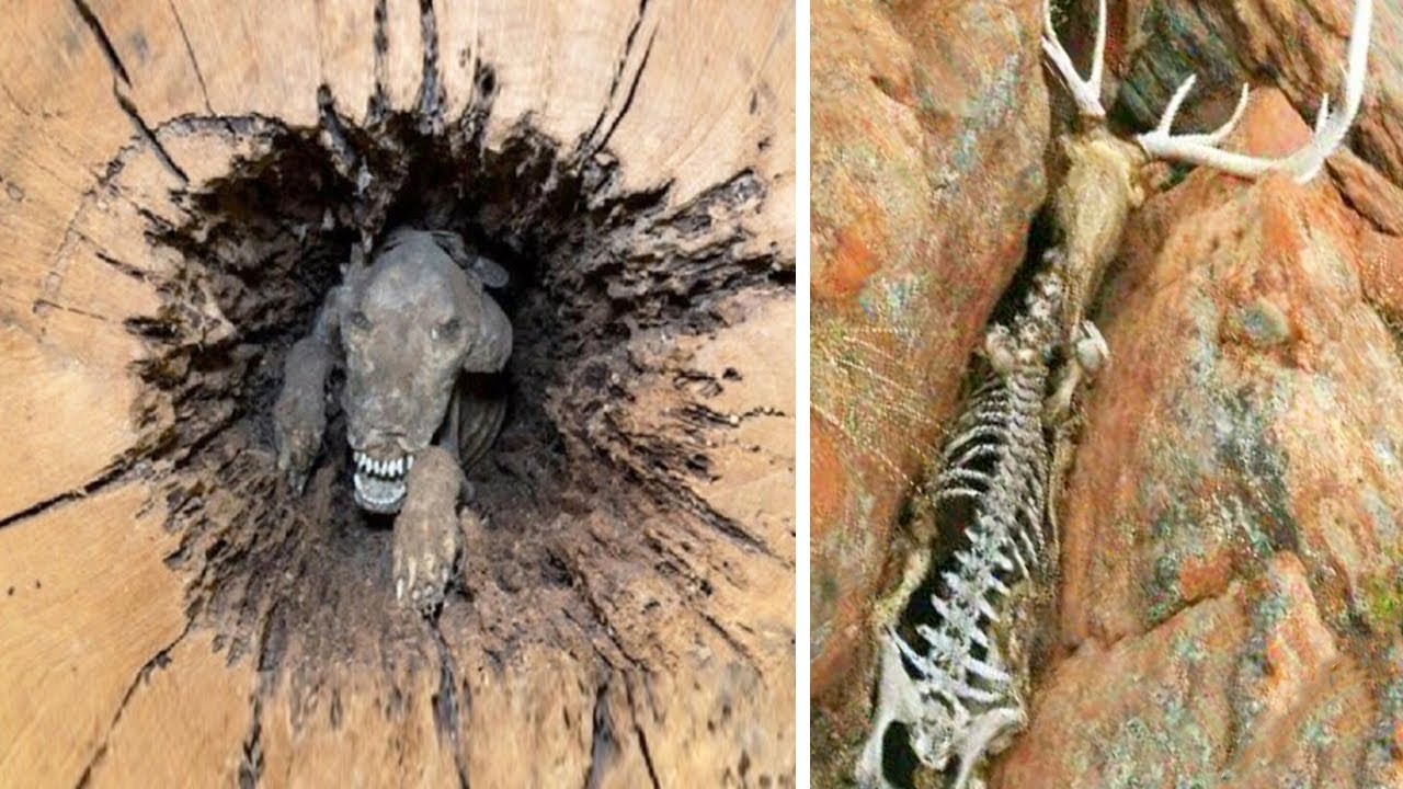 Animales que la Naturaleza ha Tratado de Manera Injusta