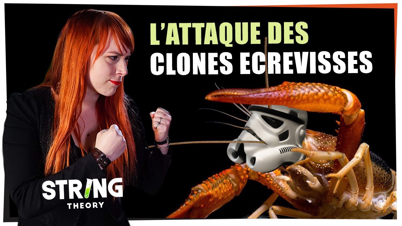 L'attaque des clones écrevisses - Castor Mother #29 - String Theory